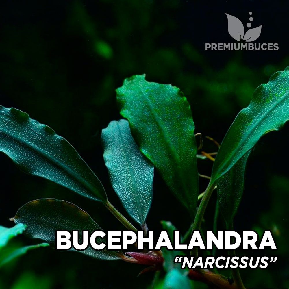 Bucephalandra narcissus İTHAL ADET ÖN SİPARİŞ