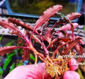 Bucephalandra purple diamond İTHAL ADET ÖN SİPARİŞ