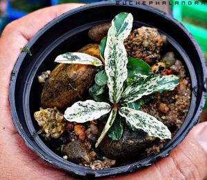 Bucephalandra variegata İTHAL ADET ÖN SİPARİŞ