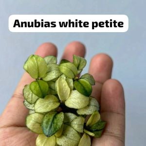 Anubias white petite İTHAL ADET