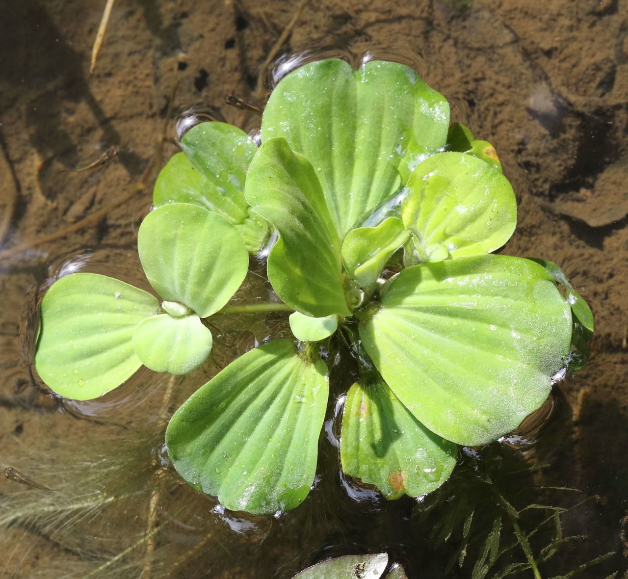 Pistia stratiotes MİNİ BOY (Su Marulu)  ADET