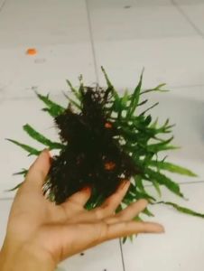 Microsorum black forest (hardy) İTHAL BUKET