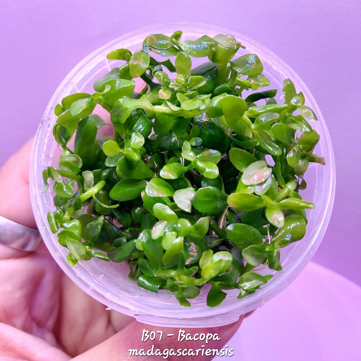 Bacopa madagascariensis IN VITRO CUP