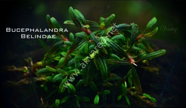 Bucephalandra belindae İTHAL PORSİYON 10X10CM