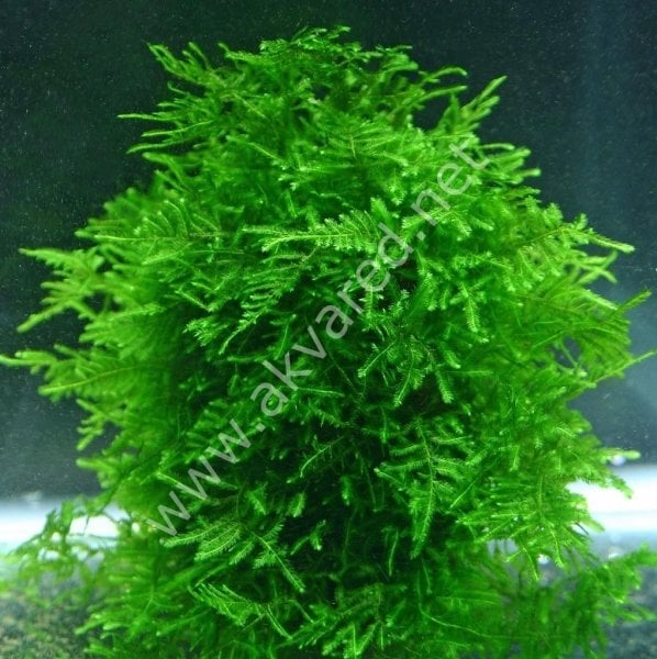 Taxiphyllum alternans - Taiwan Moss 5 gr. - İTHAL