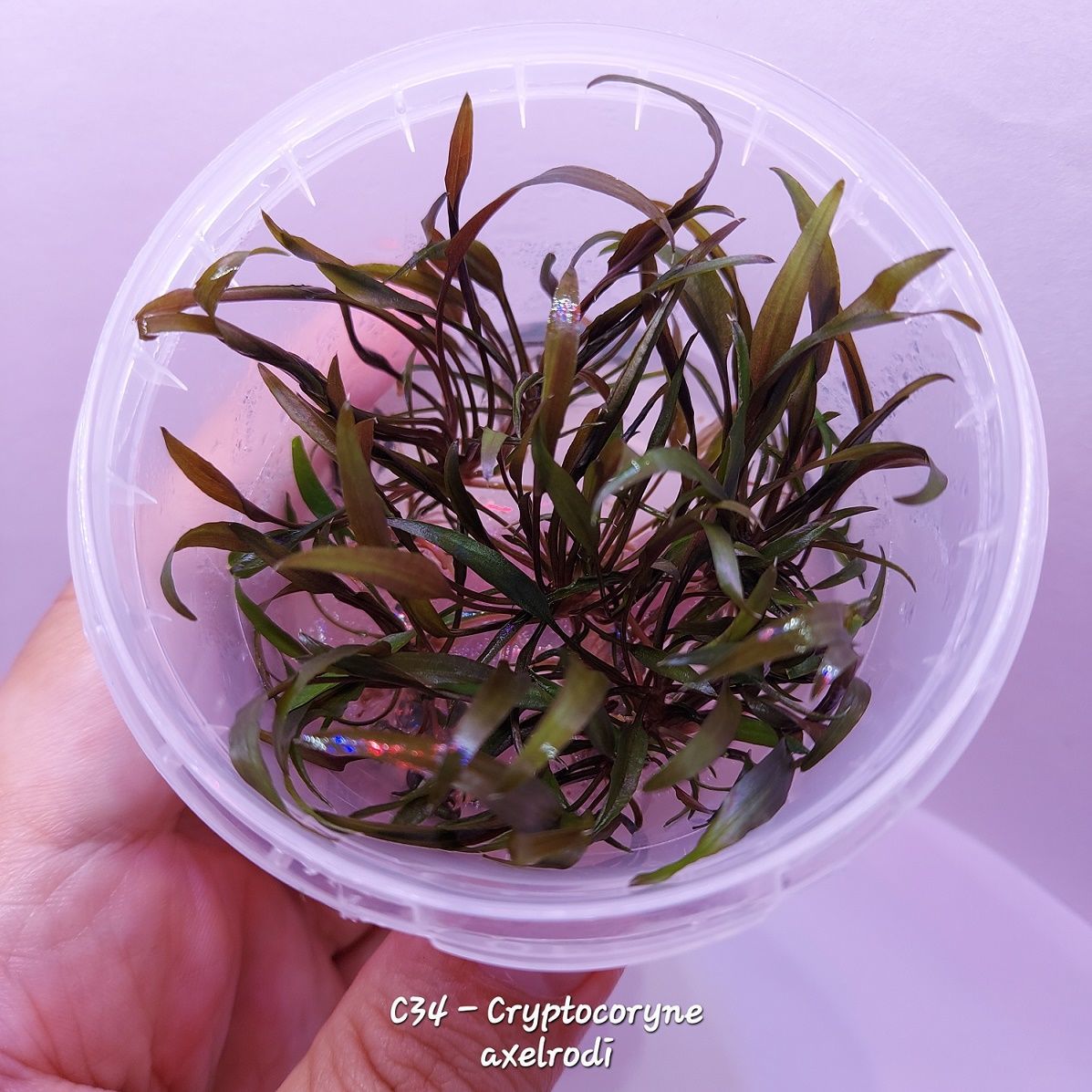 Cryptocoryne axelrodi ADET EXVITRO