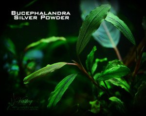 Bucephalandra silver powder ADET İTHAL