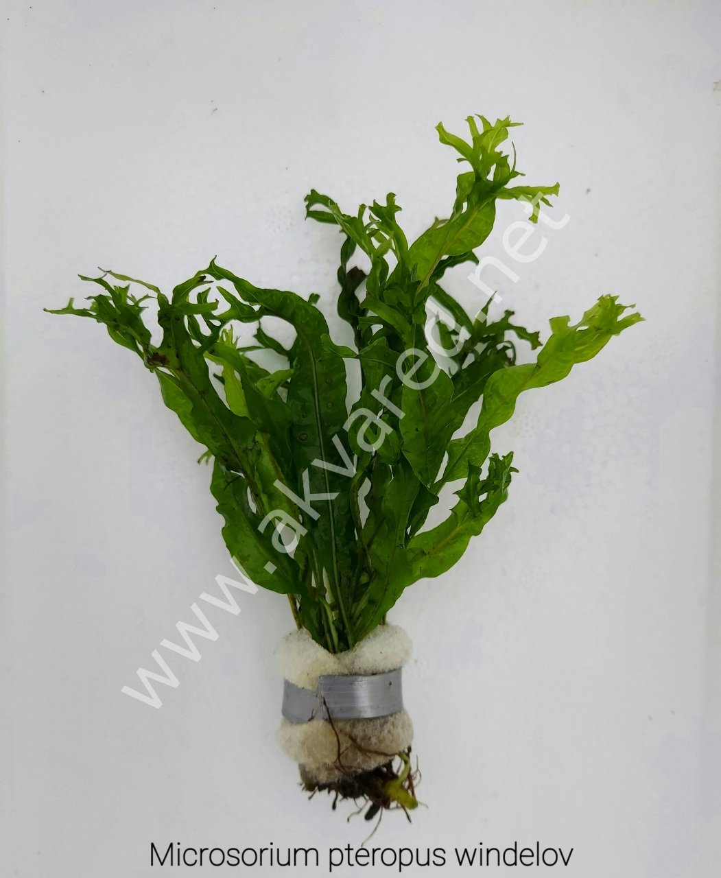 Microsorum pteropus windelov (Windelov Fern) İTHAL BUKET