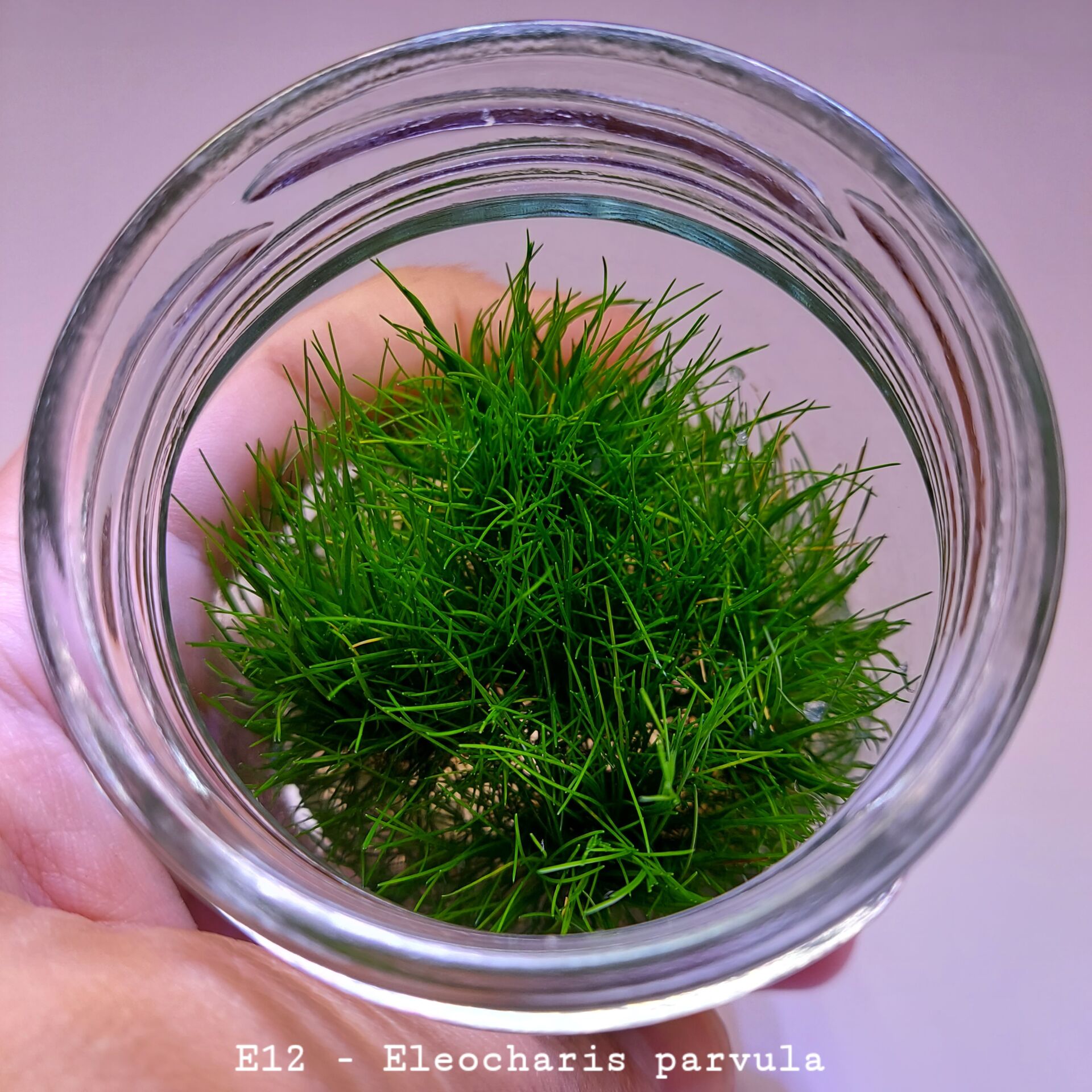 Eleocharis parvula IN VITRO JAR (KAVANOZ)