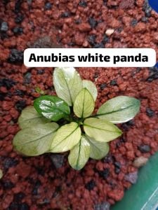 Anubias white panda İTHAL ADET