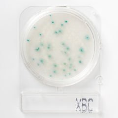 Nissui Pharmaceutical | COMPACT DRY X-BC - Bacillus cereus Sayımı
