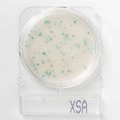 Nissui Pharmaceutical | COMPACT DRY X-SA - Staphylococcus Aureus Sayımı