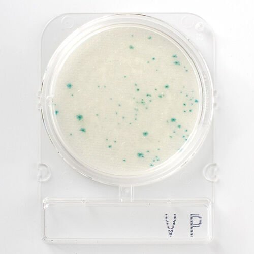 Nissui Pharmaceutical | COMPACT DRY VP - Vibrio Parahaemolyticus Sayımı