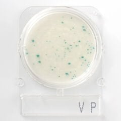 Nissui Pharmaceutical | COMPACT DRY VP - Vibrio Parahaemolyticus Sayımı