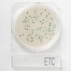 Nissui Pharmaceutical | COMPACT DRY ETC - Enterococcus Sayımı