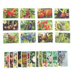 İlk 50 Meyve Sebze 12 Ay + Zeka Kartları