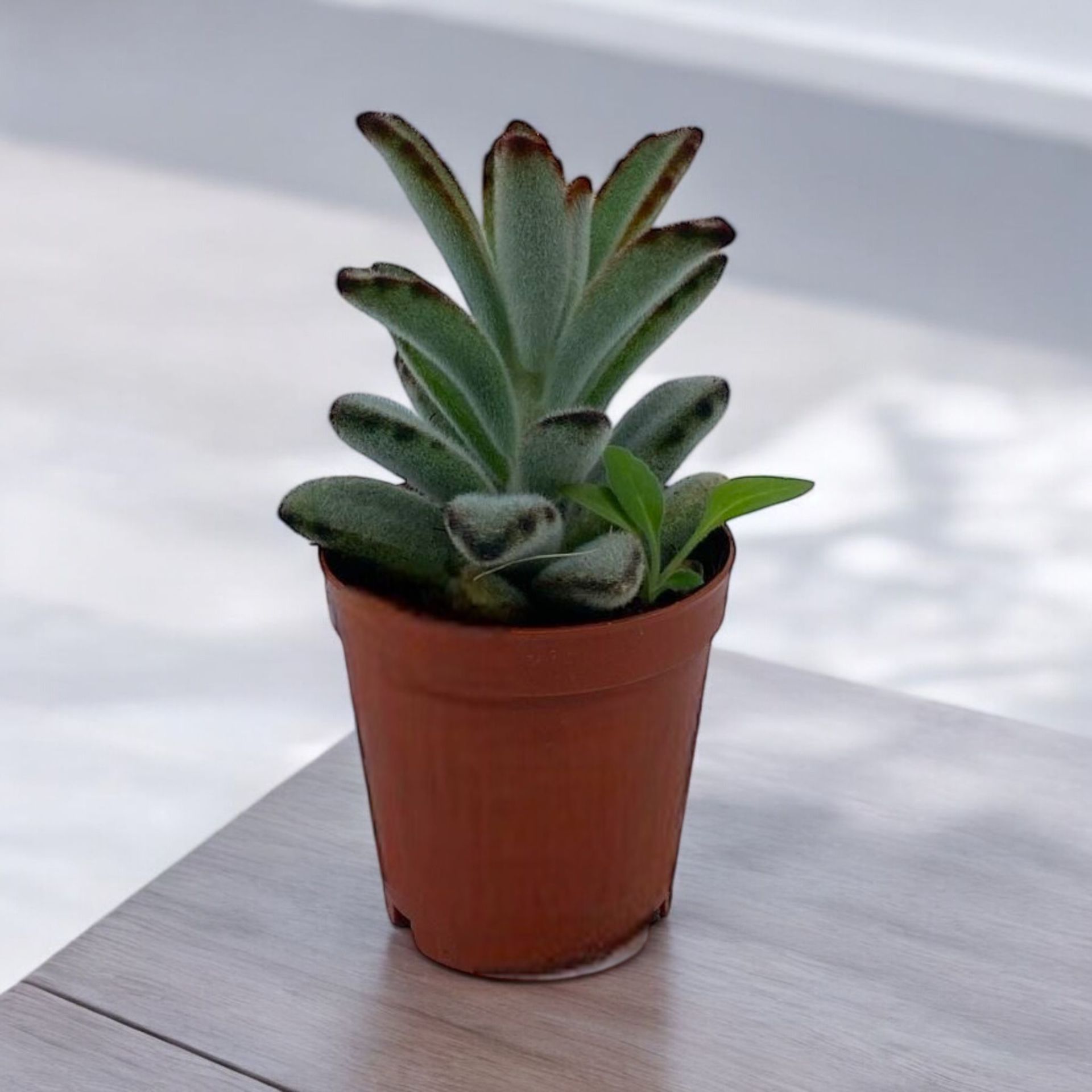 Kalanchoe Tomentosa - Panda Sukulent Bitkisi