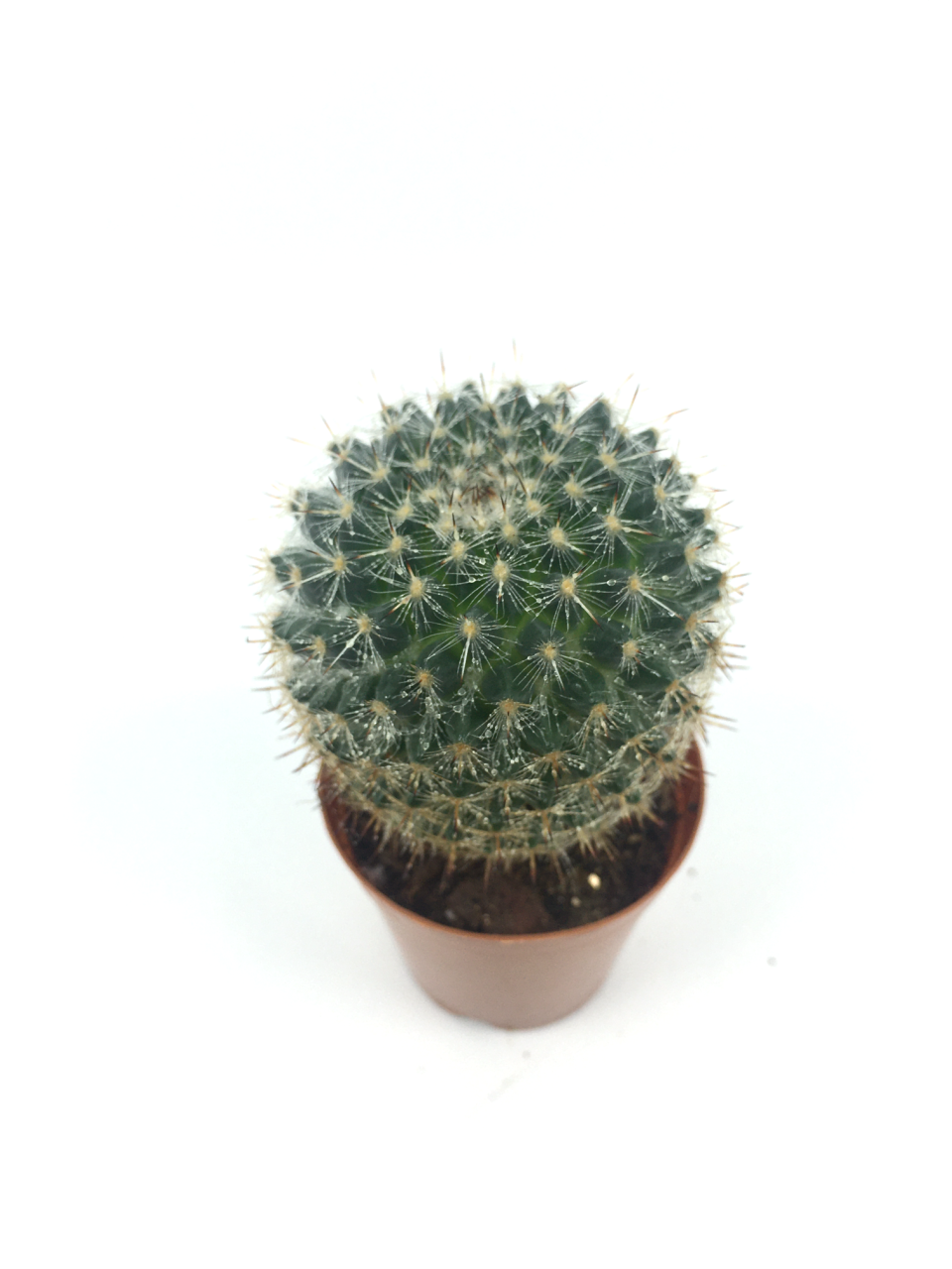 Mammillaria Bombycina Dikenli Kaktüs
