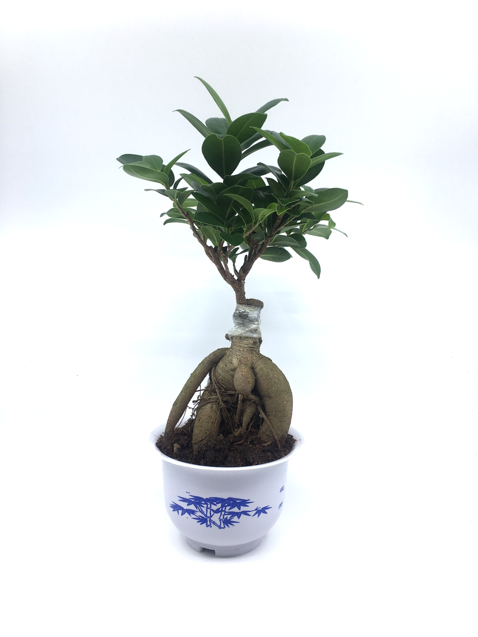 Bonsai Ficus Ging Seng 300 GR