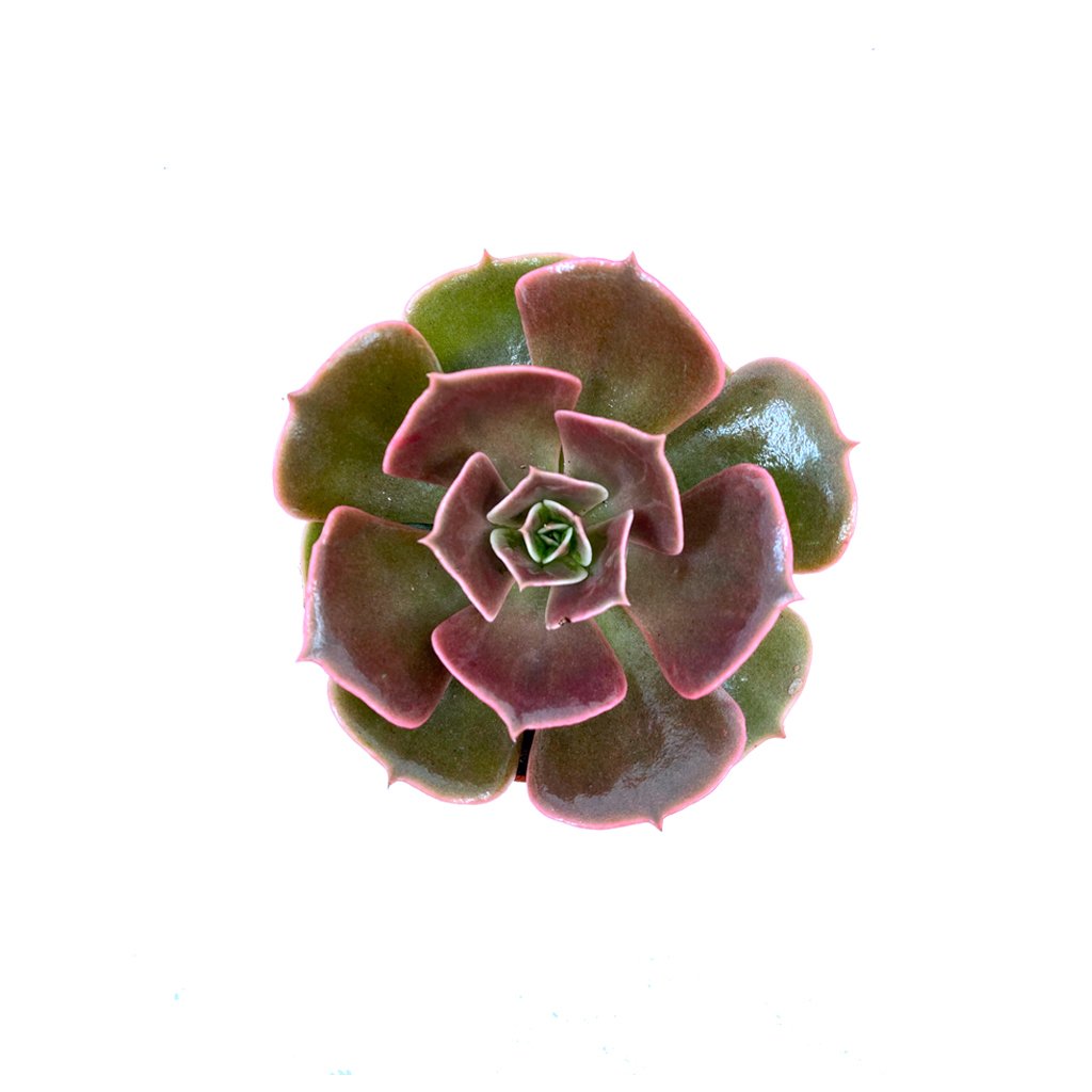 Echeveria Lilacina Sukulent