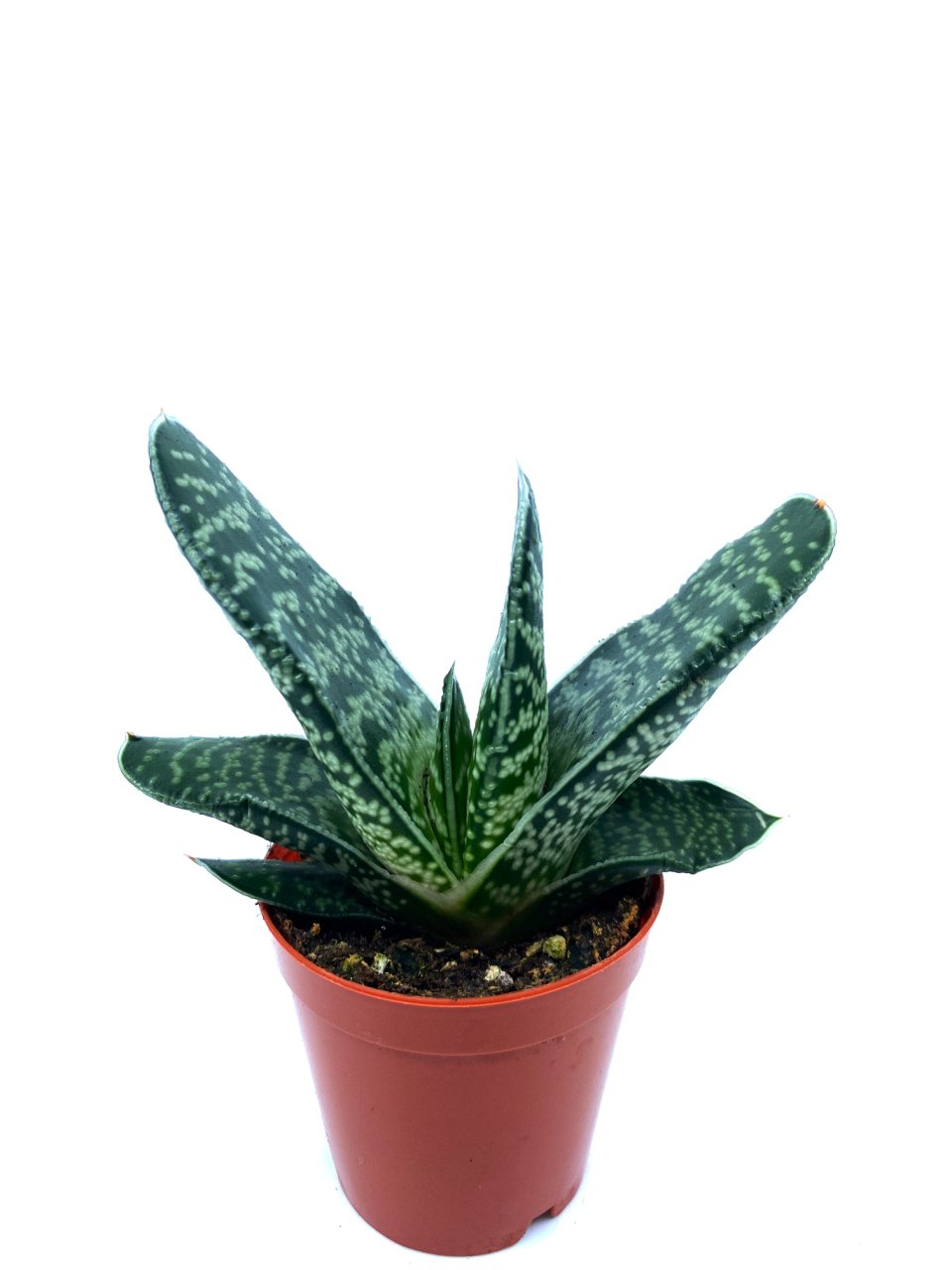 Kaktüs Sukulent Bitkisi 5.5 Cm Saksıda Succulent