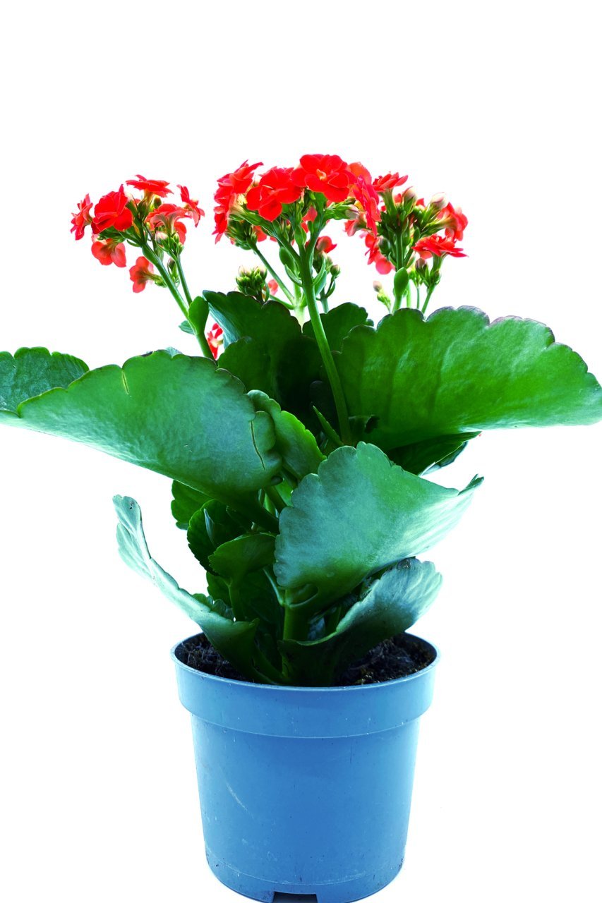 Kalanşo Çiçeği Kalanchoe Çiçeği Bitki Ev Ofis Bitkisi 20 - 25 Cm Kırmızı