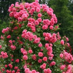 Tüplü Rosarium Uetersen Sarmaşık Gül Fidanı (100-150 cm Bambulu)