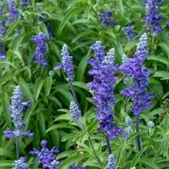 Salvia Mavi Mor Çiçekli Adaçayı Bitkisi Tohumu-50 Adet (ORJİNAL PAKET)