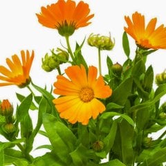 Portakal Nergisi - Aynı Safa - Şamdan Çiçeği Tohumu-25 Adet (Orjinal Paket)