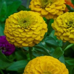 Sarı Zinnia Kirli Hanım Çiçeği Tohumu-25 Adet (Orjinal Paket)