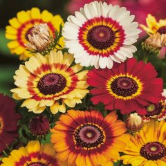 Karışık Renk Kasımpatı Çiçeği Tohumu-20 Adet (Orjinal Paket)
