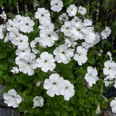 Beyaz Hybrid Petunya Çiçeği Tohumu-50 Adet (Orjinal Paket)
