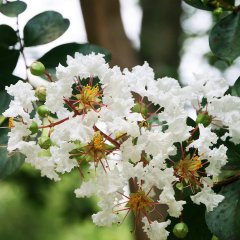 Tüplü Beyaz Çiçekli Lagerstroemia İndica Oya Ağacı