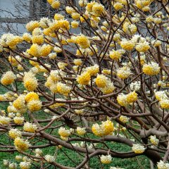 Edgeworthia Chrysantha Kağıt Çalısı Fidanı-20-40 Cm