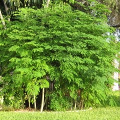 Tüplü Şifalı Moringa Ağacı Fidanı (80-100 cm)