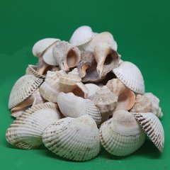 Doğal Dekoratif Deniz Kabuğu-100 Gram