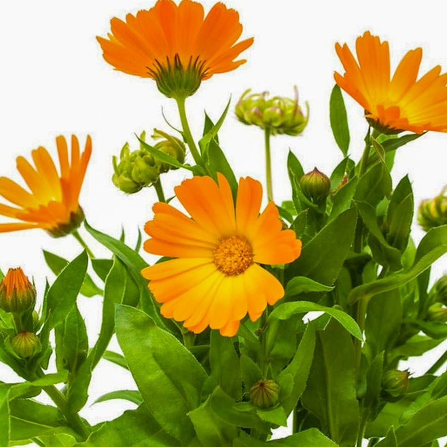 Portakal Nergisi - Aynı Safa - Şamdan Çiçeği Tohumu-15 Adet (Orjinal Paket)