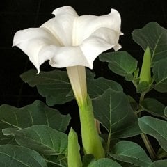 Gece Güzeli Boru Çiçeği Tohumu- 15 Adet
