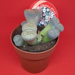 Yaşayan Taşlar Lithops Piedras Vivas Kaktüs-12 Cm Saksıda