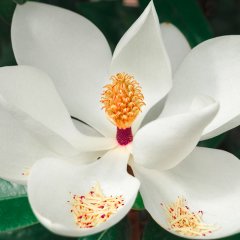 Tüplü Büyük Çiçekli (KOKULU) Manolya Çiçeği Fidanı