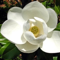 Tüplü Büyük Çiçekli (KOKULU) Manolya Çiçeği Fidanı-4 Adet