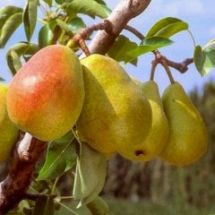 Tüplü Çok Verimli Santa Maria Armut Fidanı