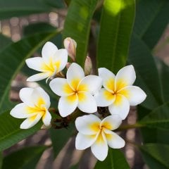 Saksıda Amerikan Fulu (Plumeria Alba) Ağacı Fidanı (60-100 cm)