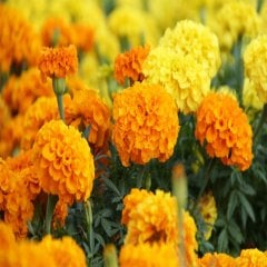 Sarı Turuncu Kadife Çiçeği Tohumu-50 Adet
