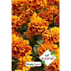 Keskin Kokulu Karagöz Çiçeği Tohumu-50 Adet