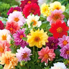Dahlia Yıldız Çiçeği Tohumu-30 Adet