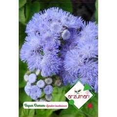 Açık Mavi Vapur Dumanı Çiçeği Tohumu-100 Adet