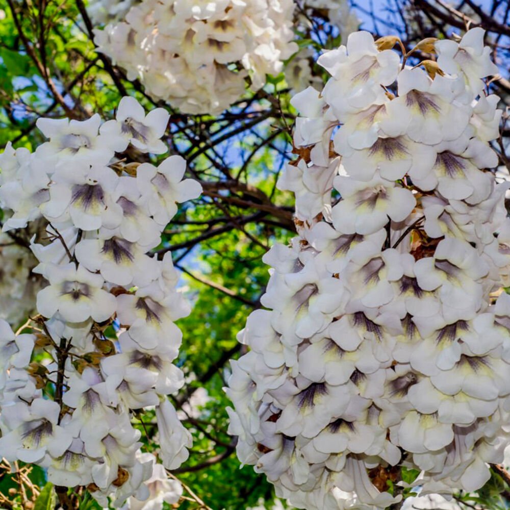 Paulownia Beyaz Çin Kavağı Ağacı Fidesi -5Adet-
