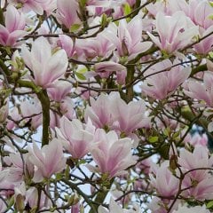 Özel Çeşit Pembe Çiçekli Manolya Ağacı Fidanı