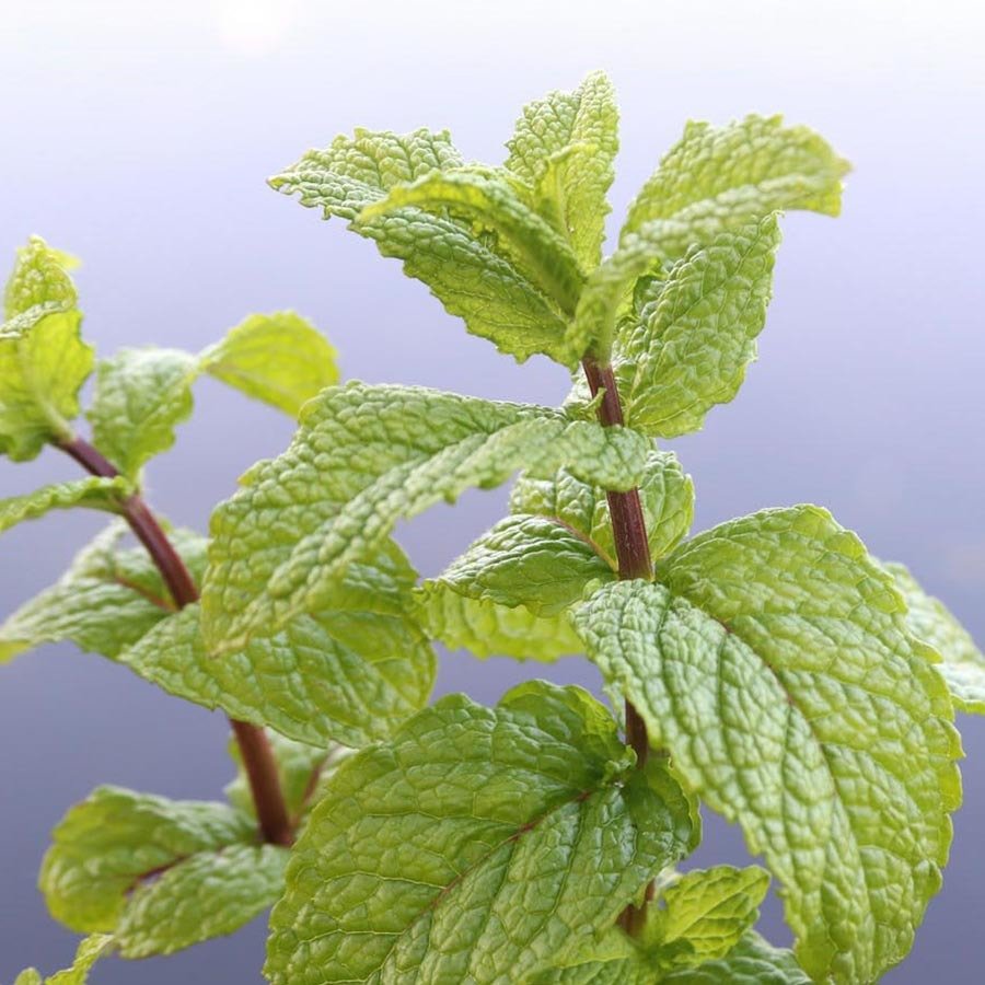 Mentha spicata Morocco Ferahlatıcı Nane Fidesi-3Adet